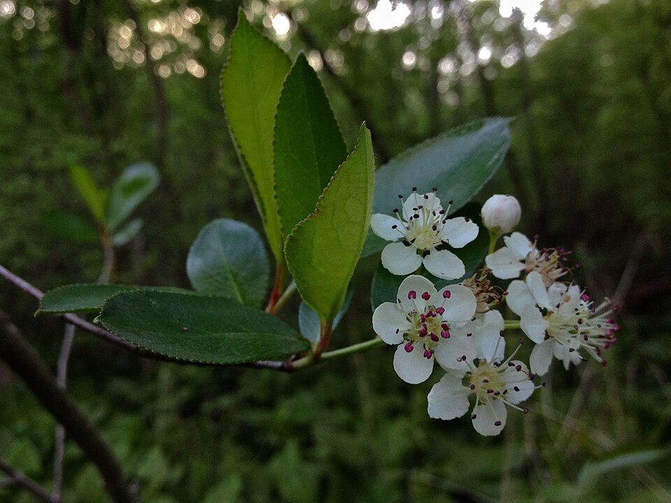 Aronia melanocarpa (Chokecherry) (alternate view 10)