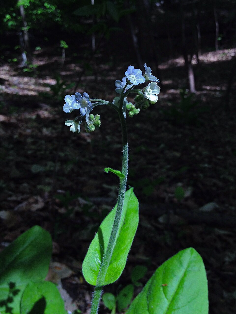 Andersonglossum virginianum (wild comfrey) (alternate view 8)