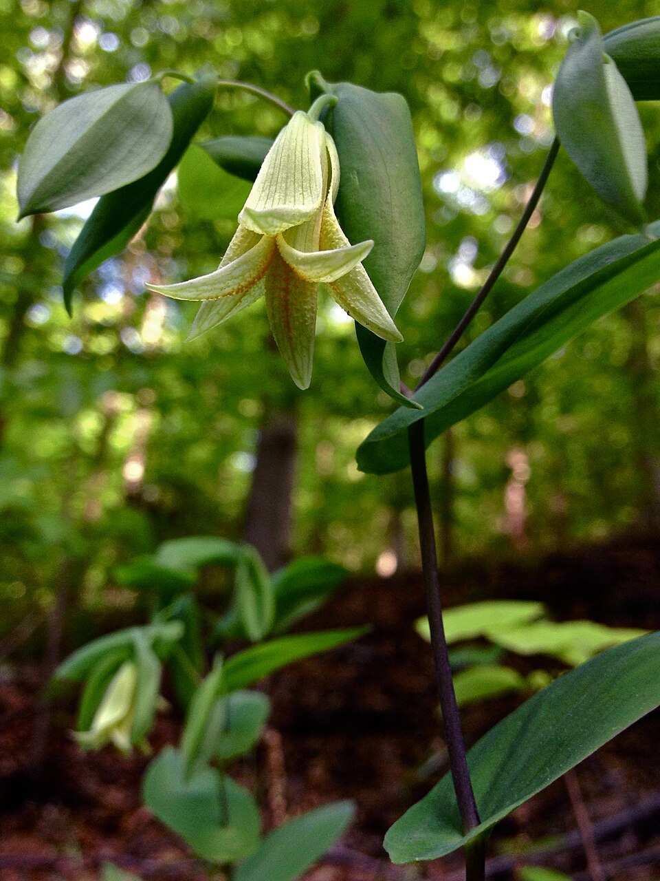 Uvularia perfoliata (Perfoliate Bellwort) (alternate view 10)