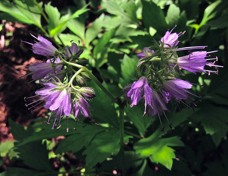 Hydrophyllum virginianum (Virginia waterleaf)