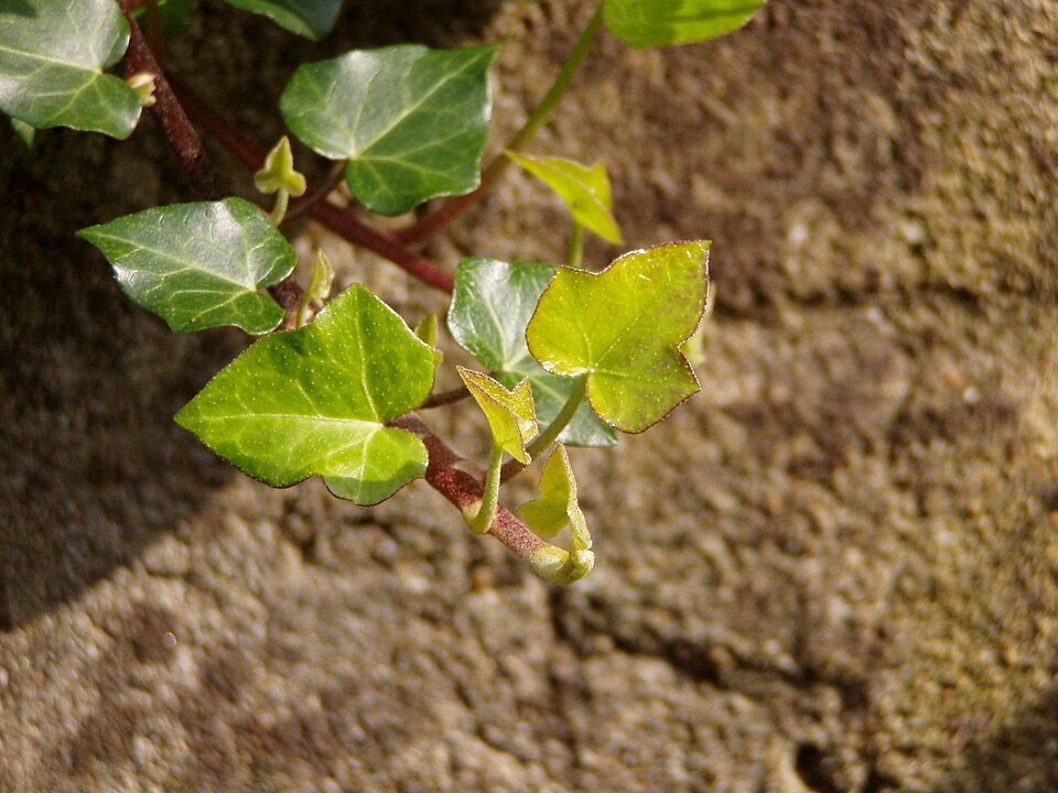 Hedera hibernica (Atlantic or Irish ivy) (alternate view 6)