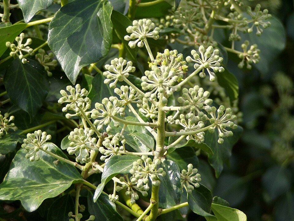 Hedera hibernica (Atlantic or Irish ivy) (alternate view 7)