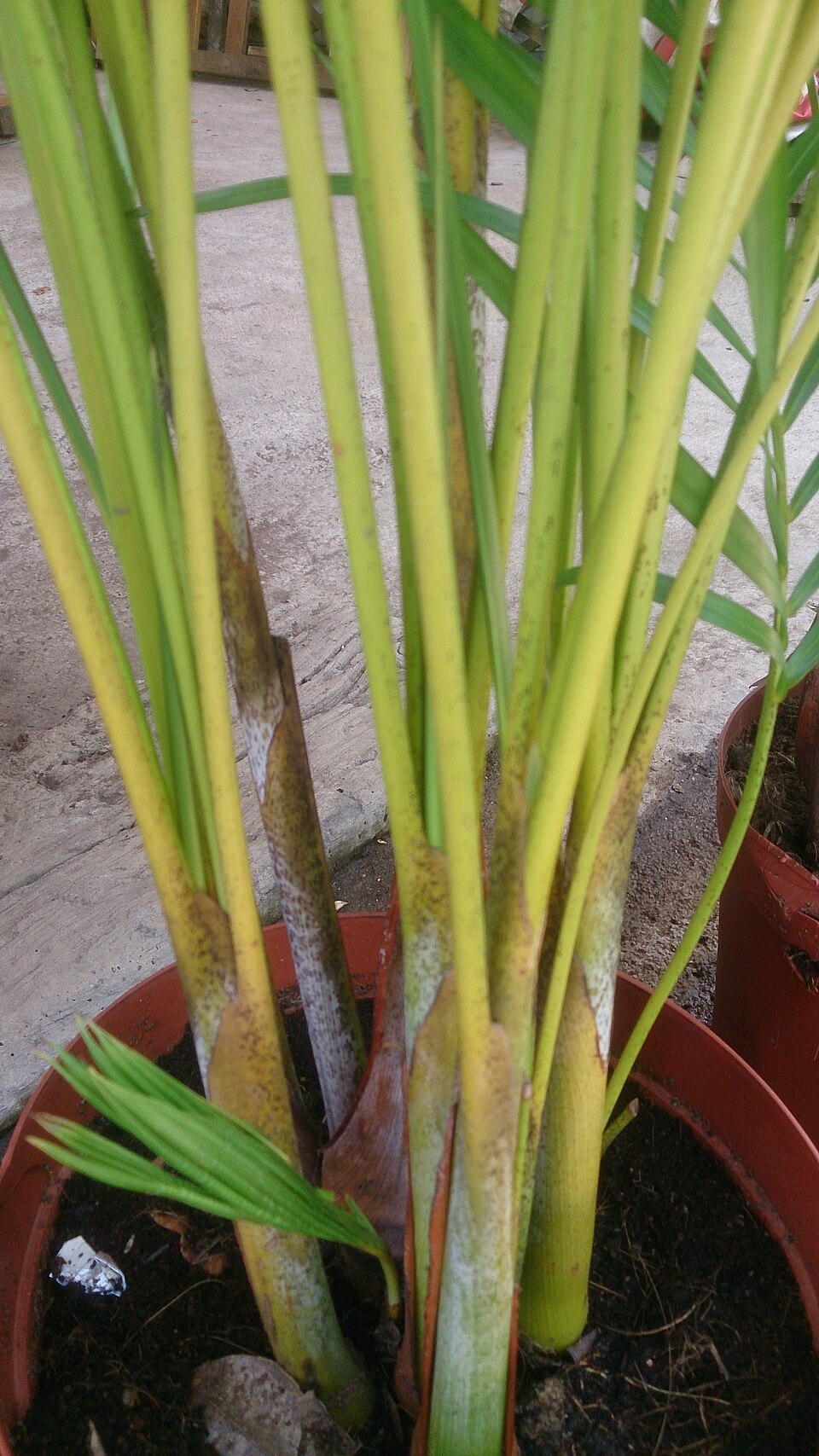 Dypsis lutescens (Areca Palm)