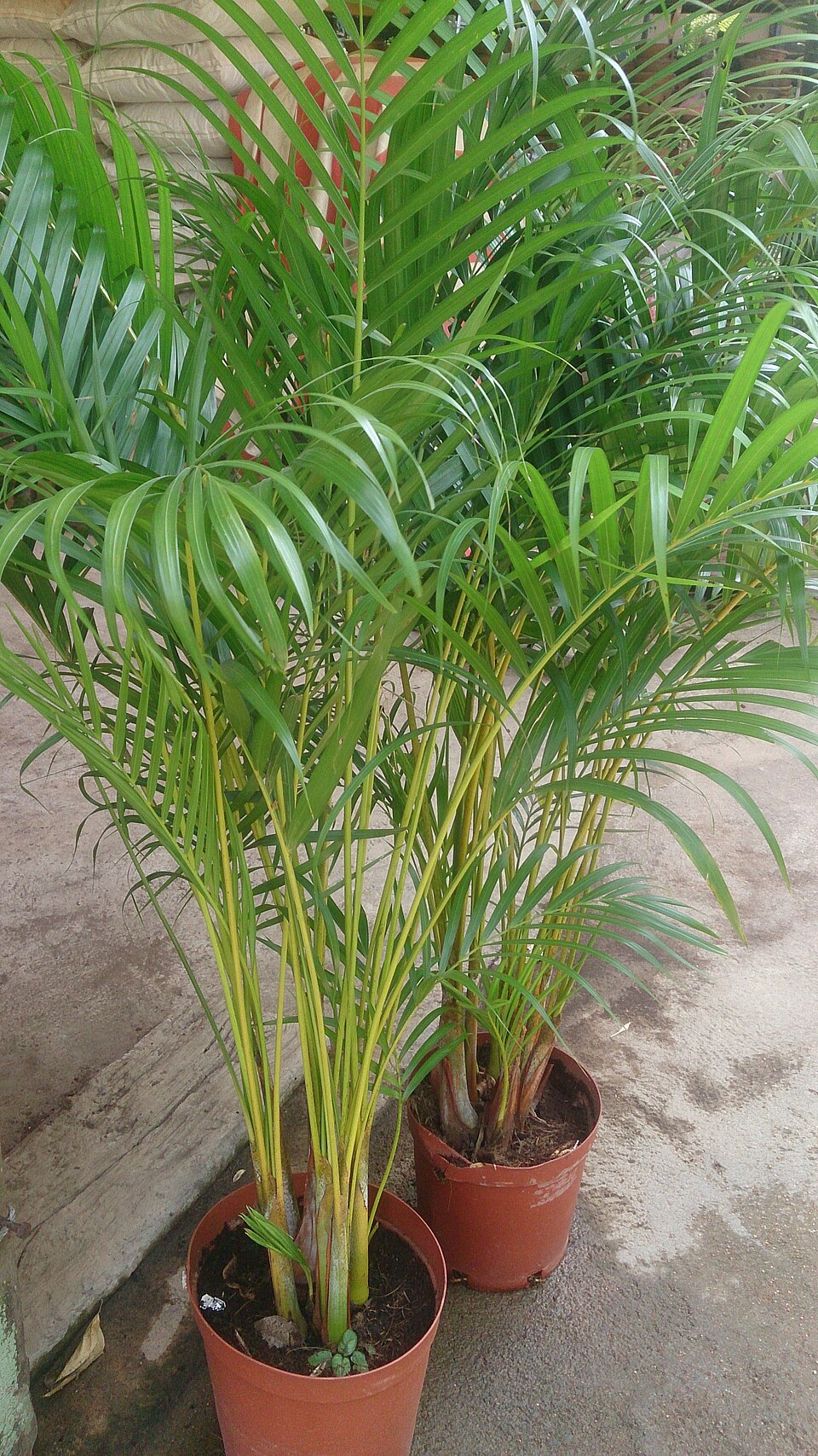 Dypsis lutescens (Areca Palm)