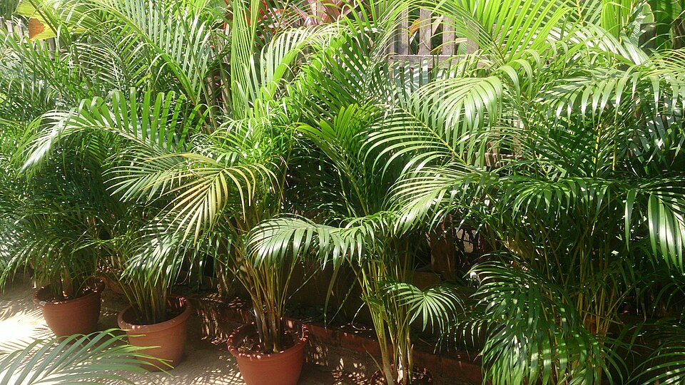 Dypsis lutescens (Areca Palm)