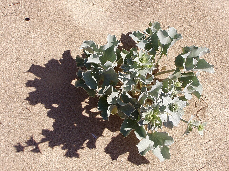 Eryngium maritimum (Sea Holly)