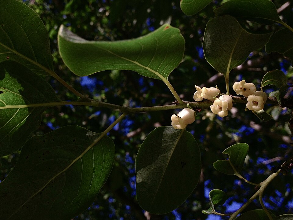 Diospyros virginiana (American Persimmon) (alternate view 8)