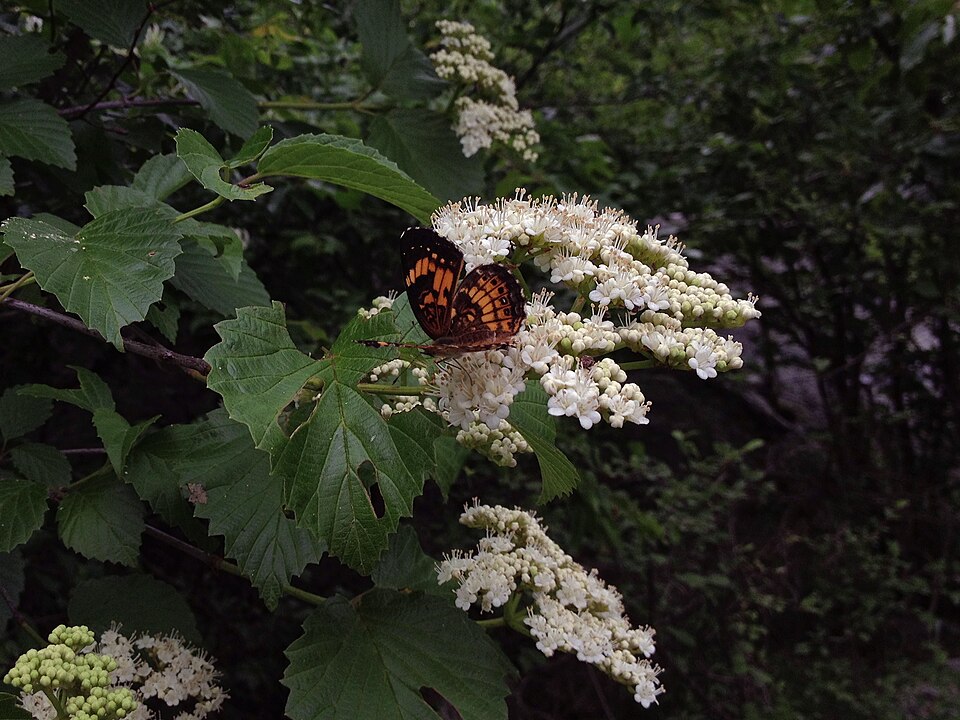 Viburnum dentatum (southern arrowwood) (alternate view 8)