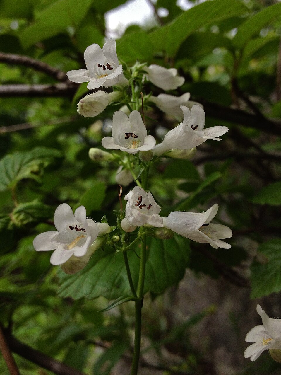 Penstemon digitalis (foxglove beardtongue) (alternate view 10)