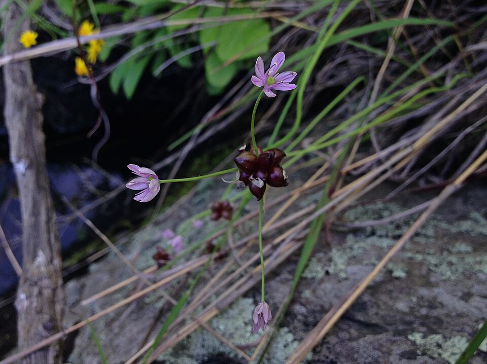 Allium canadense (Canadian Meadow garlic) (alternate view 3)