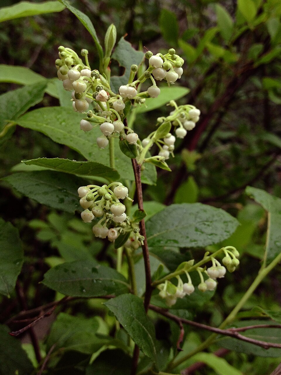 Lyonia ligustrina (He-huckleberry) (alternate view 7)