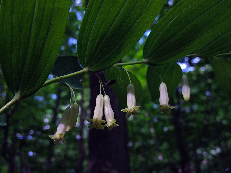 Polygonatum biflorum (Solomons Seal) (alternate view 9)
