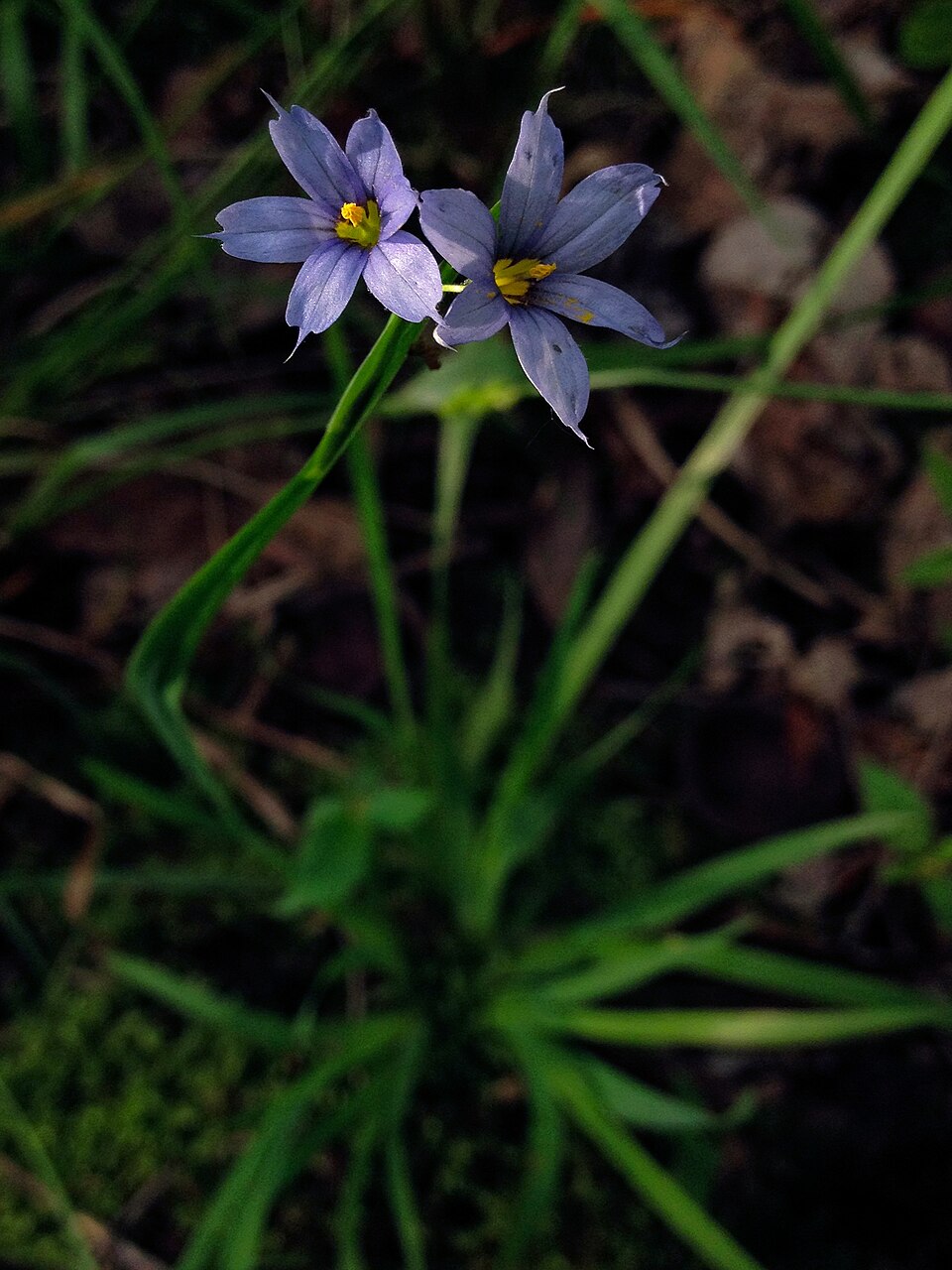 Sisyrinchium angustifolium (Blue-Eyed Grass) (alternate view 7)