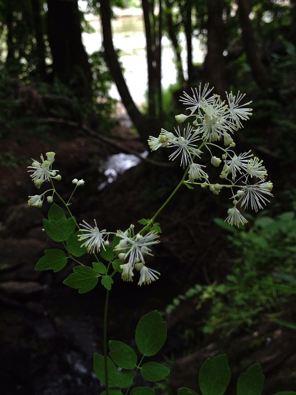 Thalictrum pubescens (tall meadow-rue) (alternate view 3)