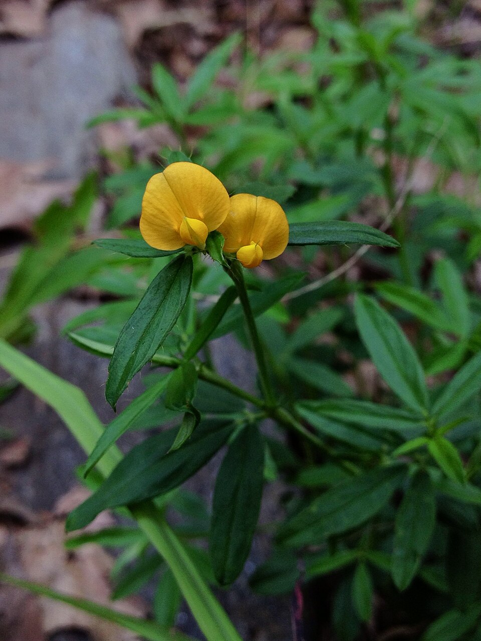 Stylosanthes biflora (sidebeak pencilflower) (alternate view 3)