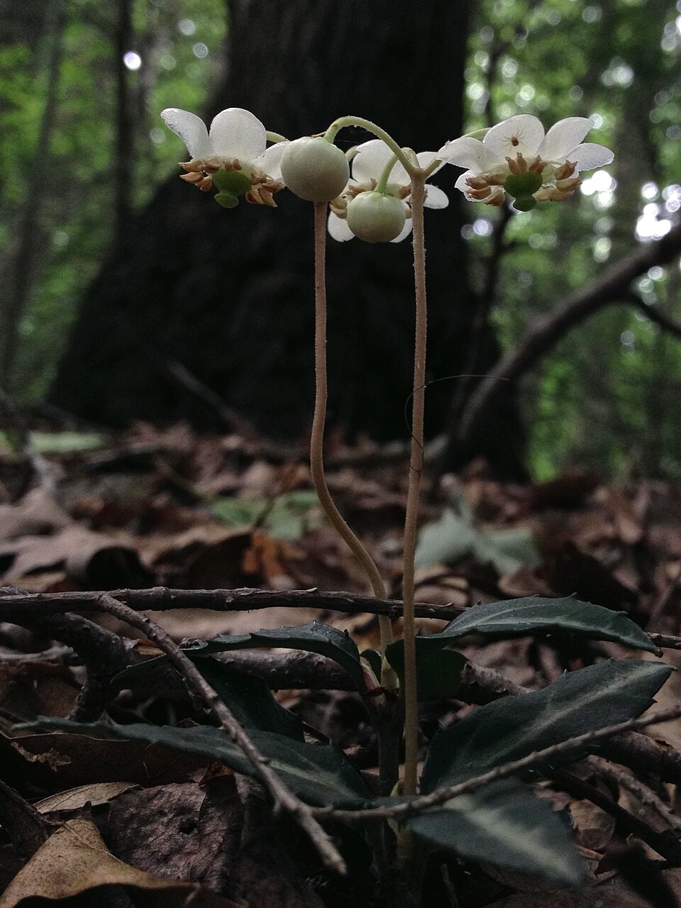 Chimaphila maculata (striped wintergreen)