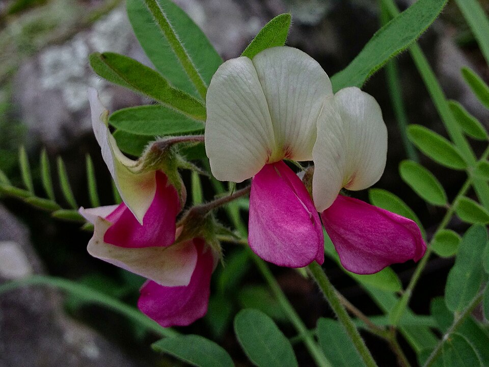 Tephrosia virginiana (goat's rue) (alternate view 2)