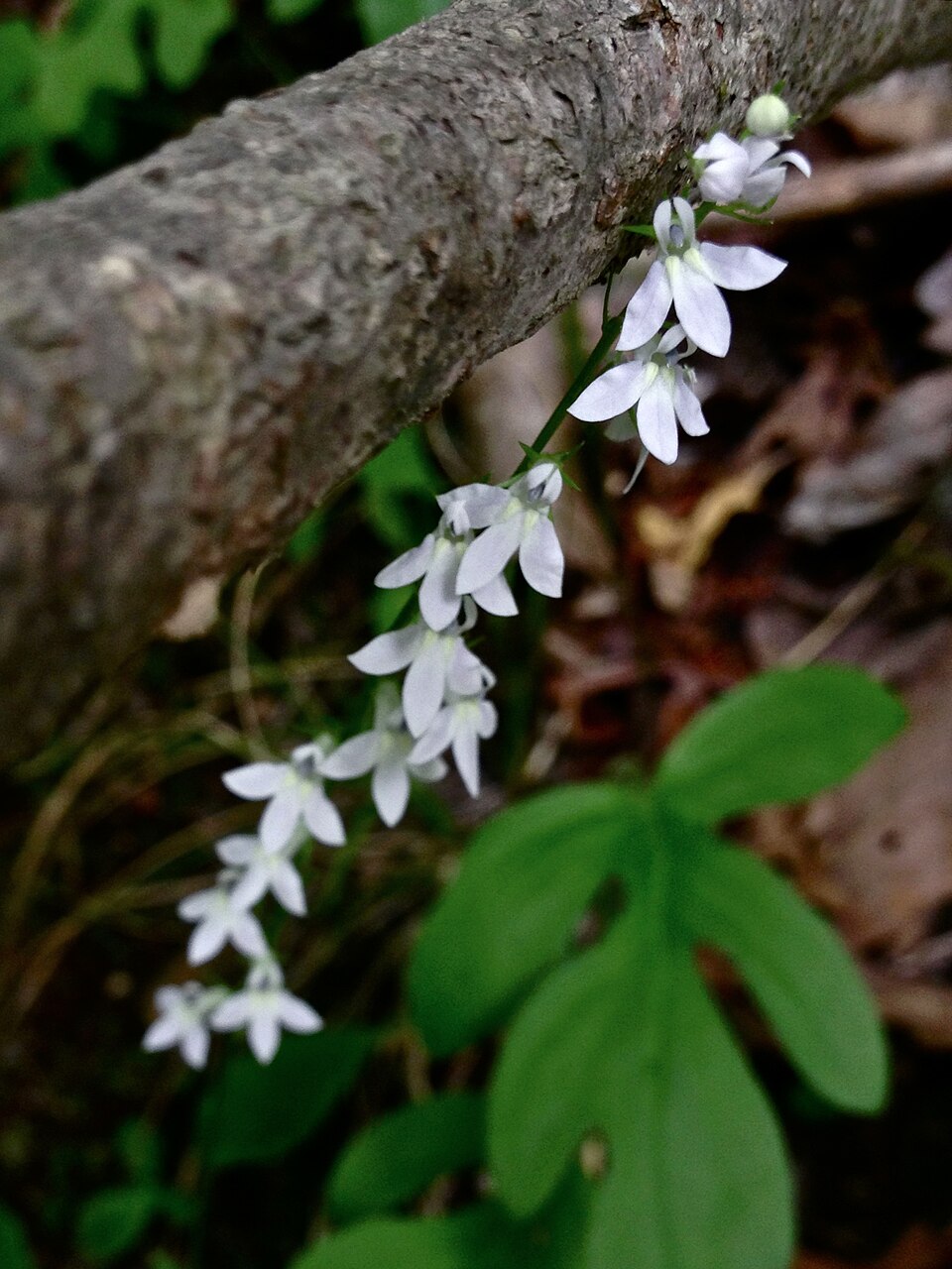 Lobelia spicata (pale-spiked lobelia) (alternate view 9)