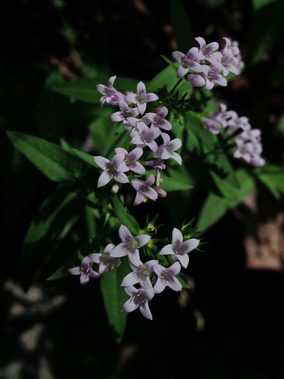 Houstonia purpurea (summer bluet) (alternate view 2)