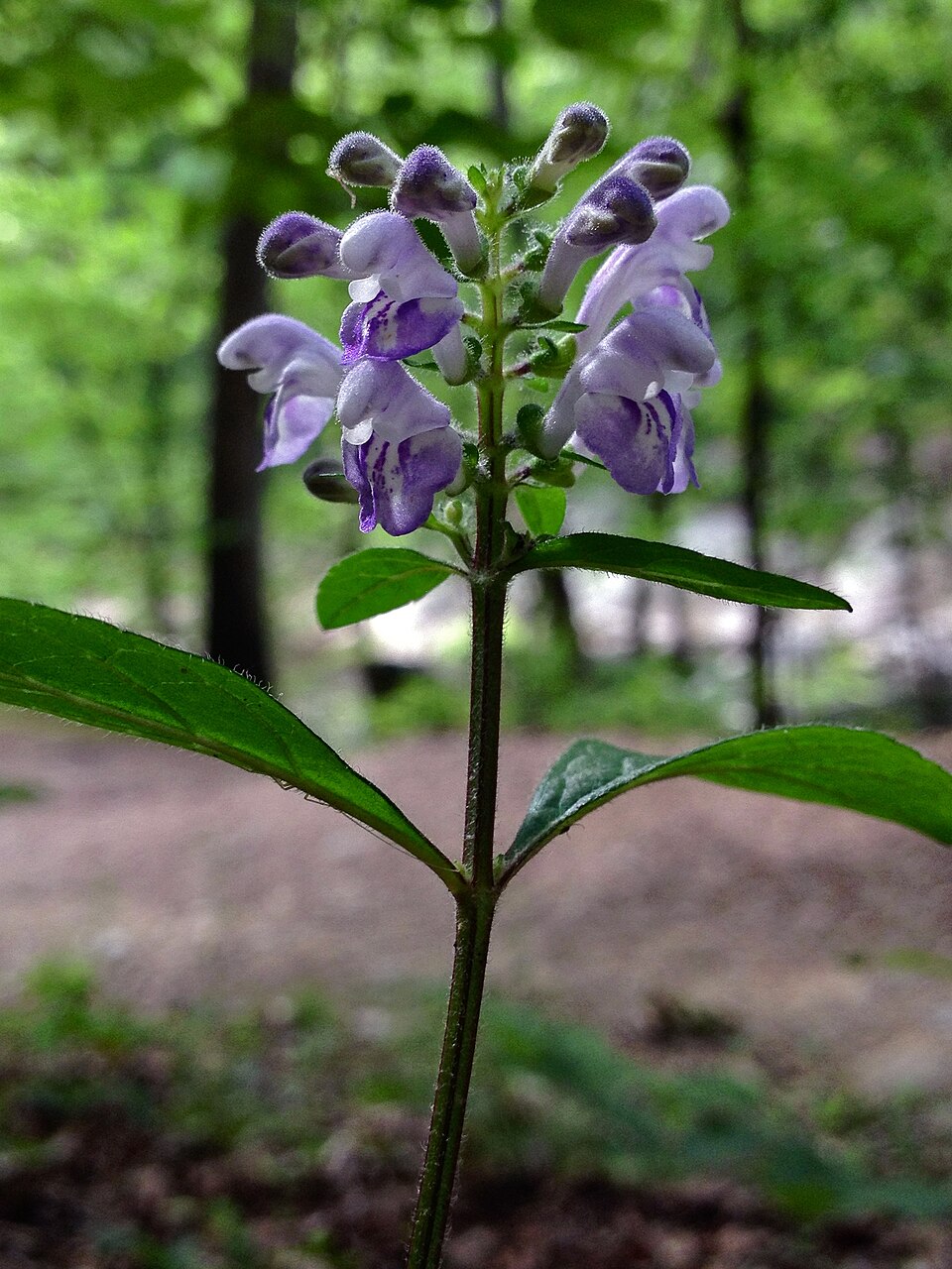 Scutellaria elliptica (Hairy Skullcap) (alternate view 7)