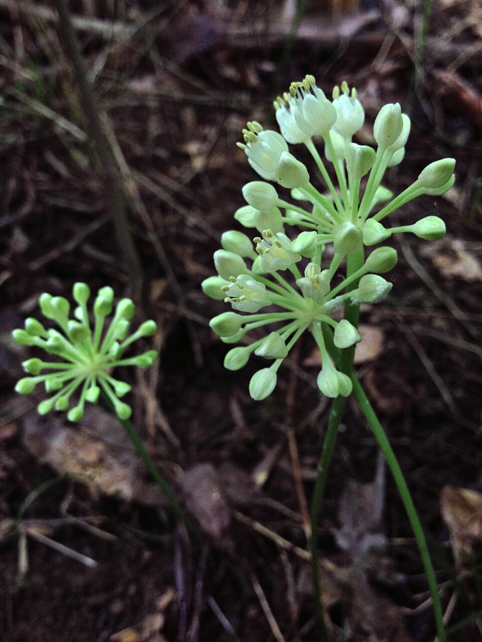 Allium tricoccum (wide leek) (alternate view 3)