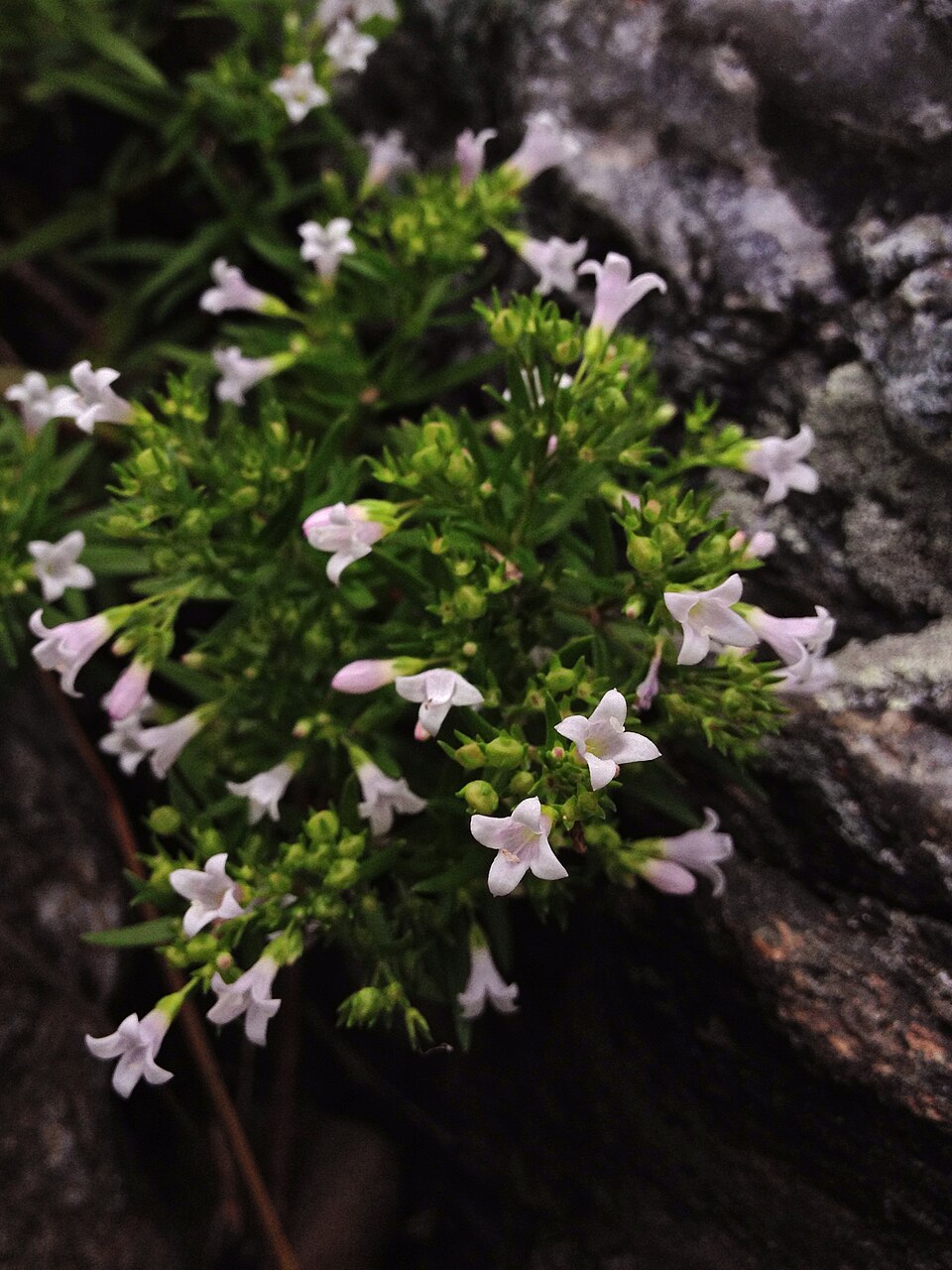 Houstonia longifolia (long-leaved bluets) (alternate view 7)