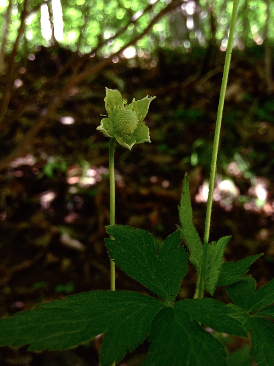 Anemone virginiana (tall thimbleweed) (alternate view 2)