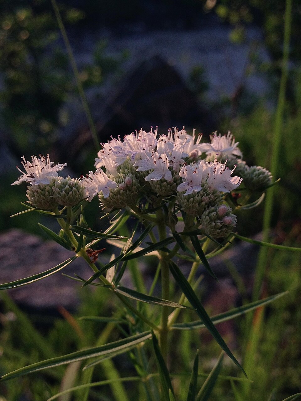 Pycnanthemum tenuifolium (narrowleaf mountainmint) (alternate view 8)
