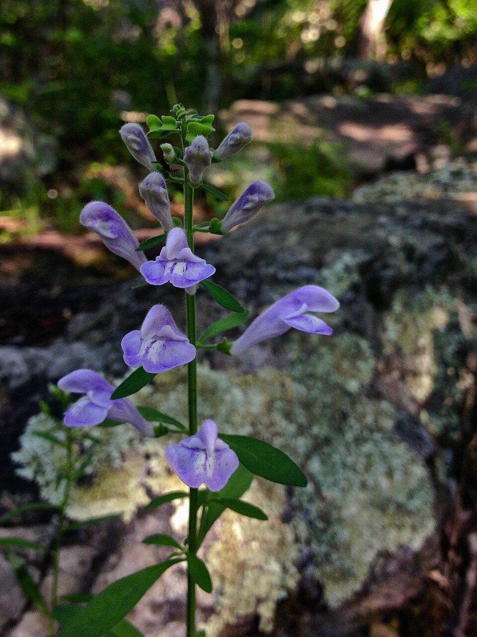 Scutellaria integrifolia (Helmet skullcap) (alternate view 4)