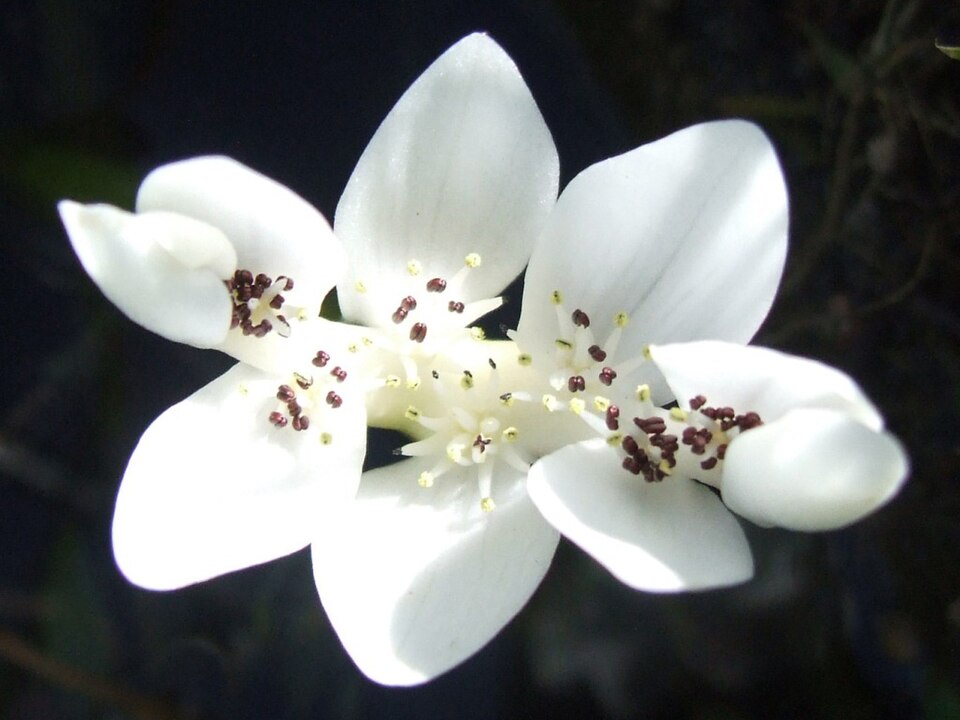 Aponogeton distachyos (alternate view 13)