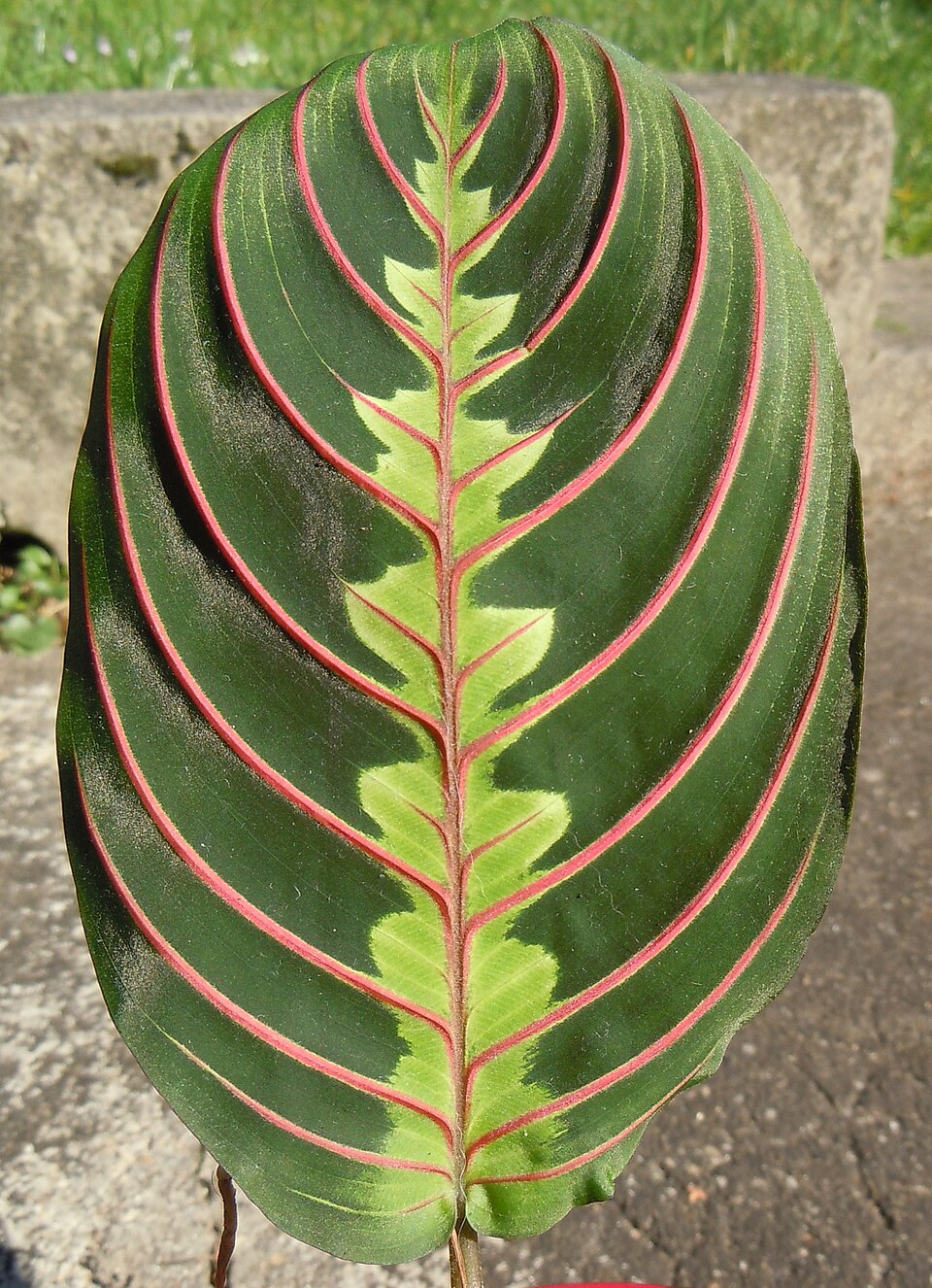Maranta leuconeura var. erythroneura (Red Prayer Plant)