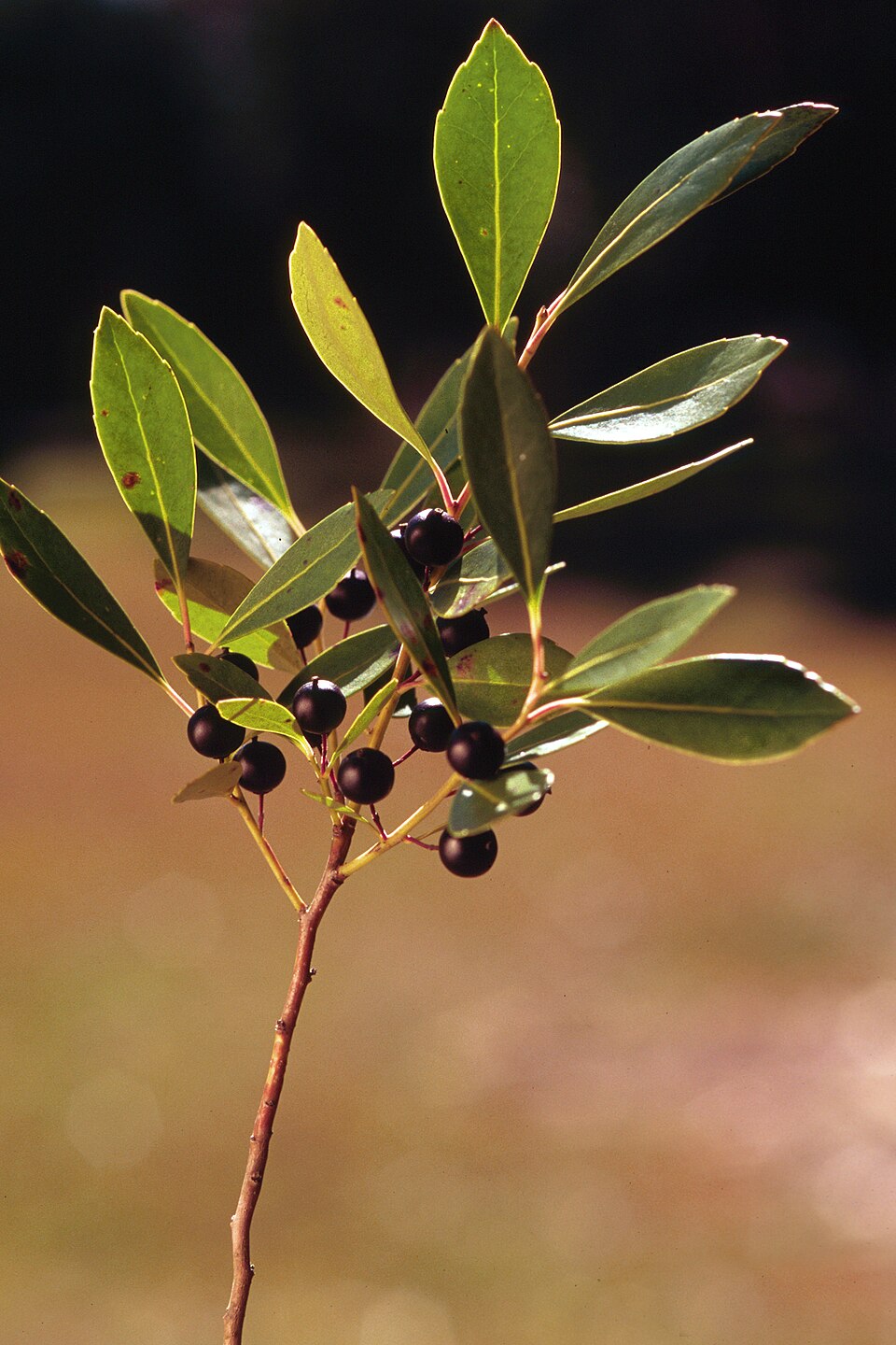 Ilex glabra (gallberry) (alternate view 3)