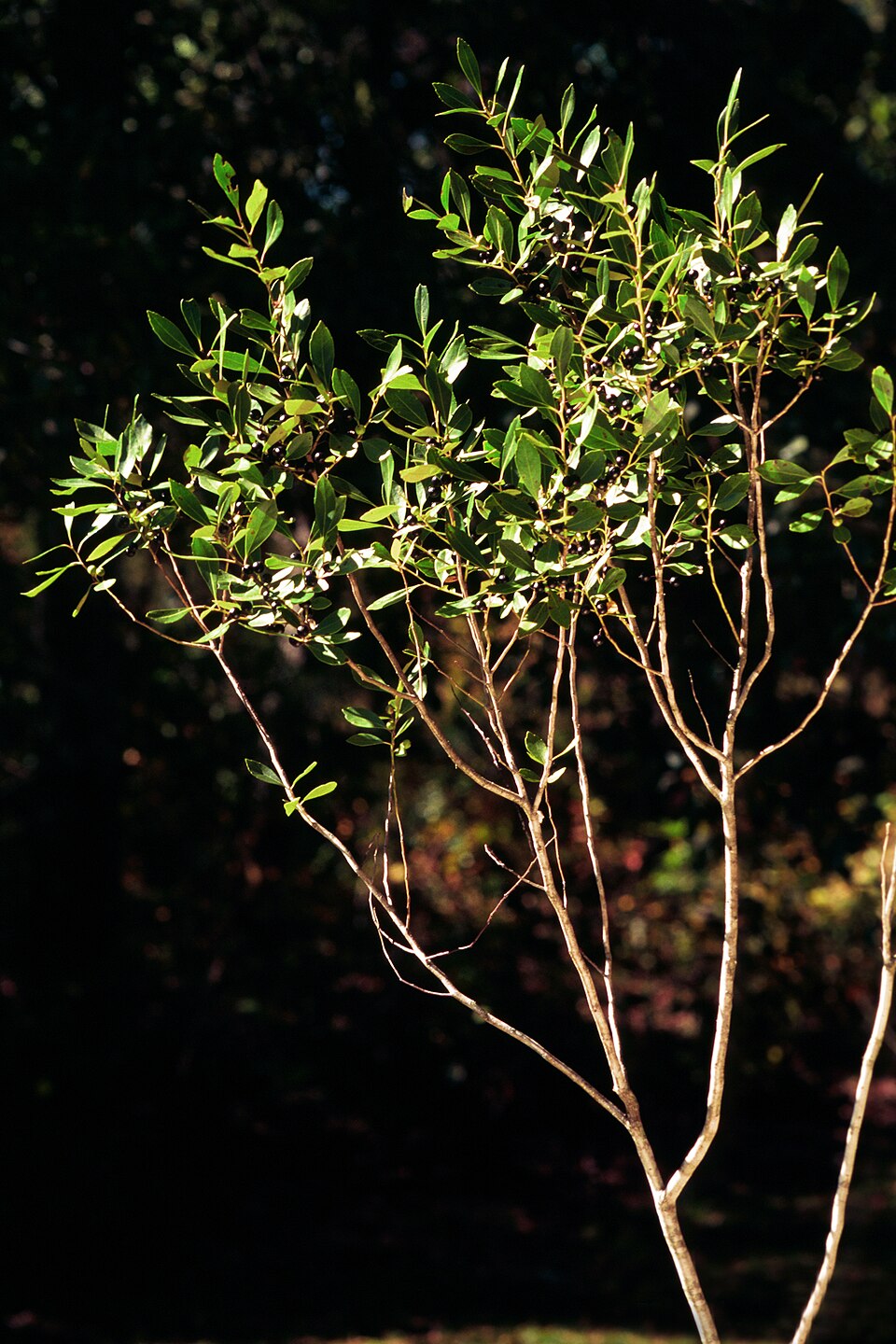 Ilex glabra (gallberry) (alternate view 4)