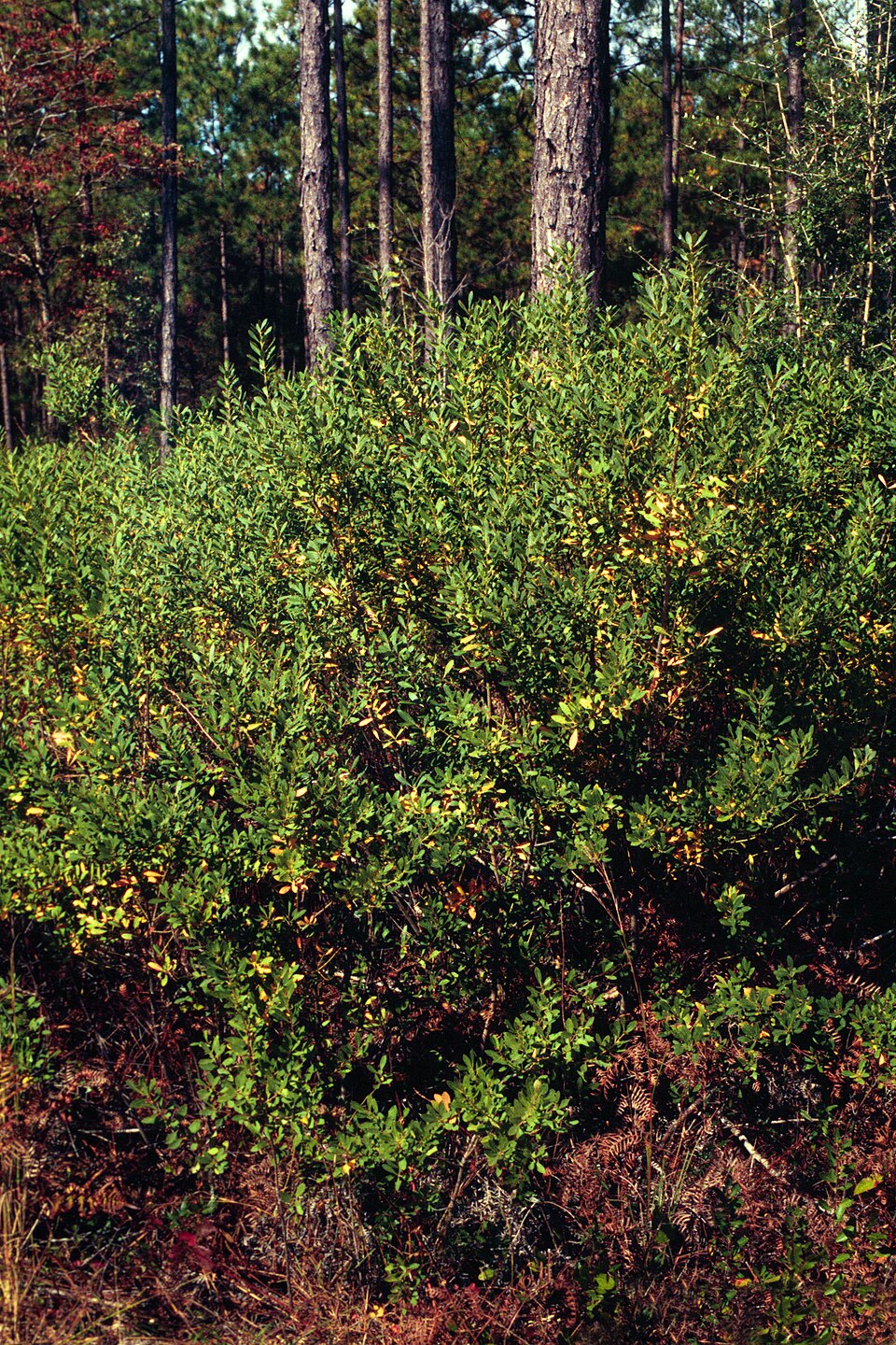 Ilex glabra (gallberry) (alternate view 5)