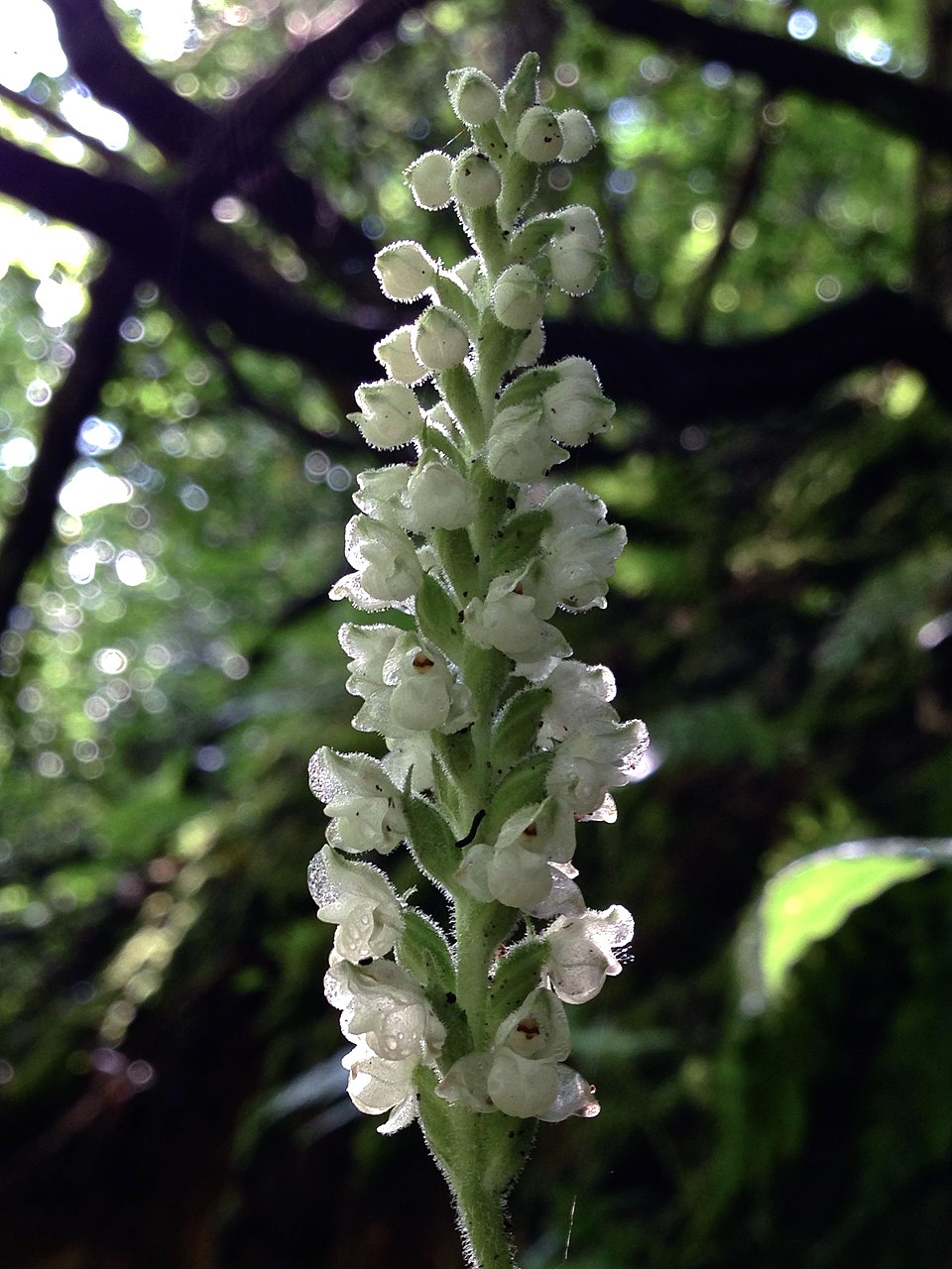 Goodyera pubescens (downy rattlesnake plantain)