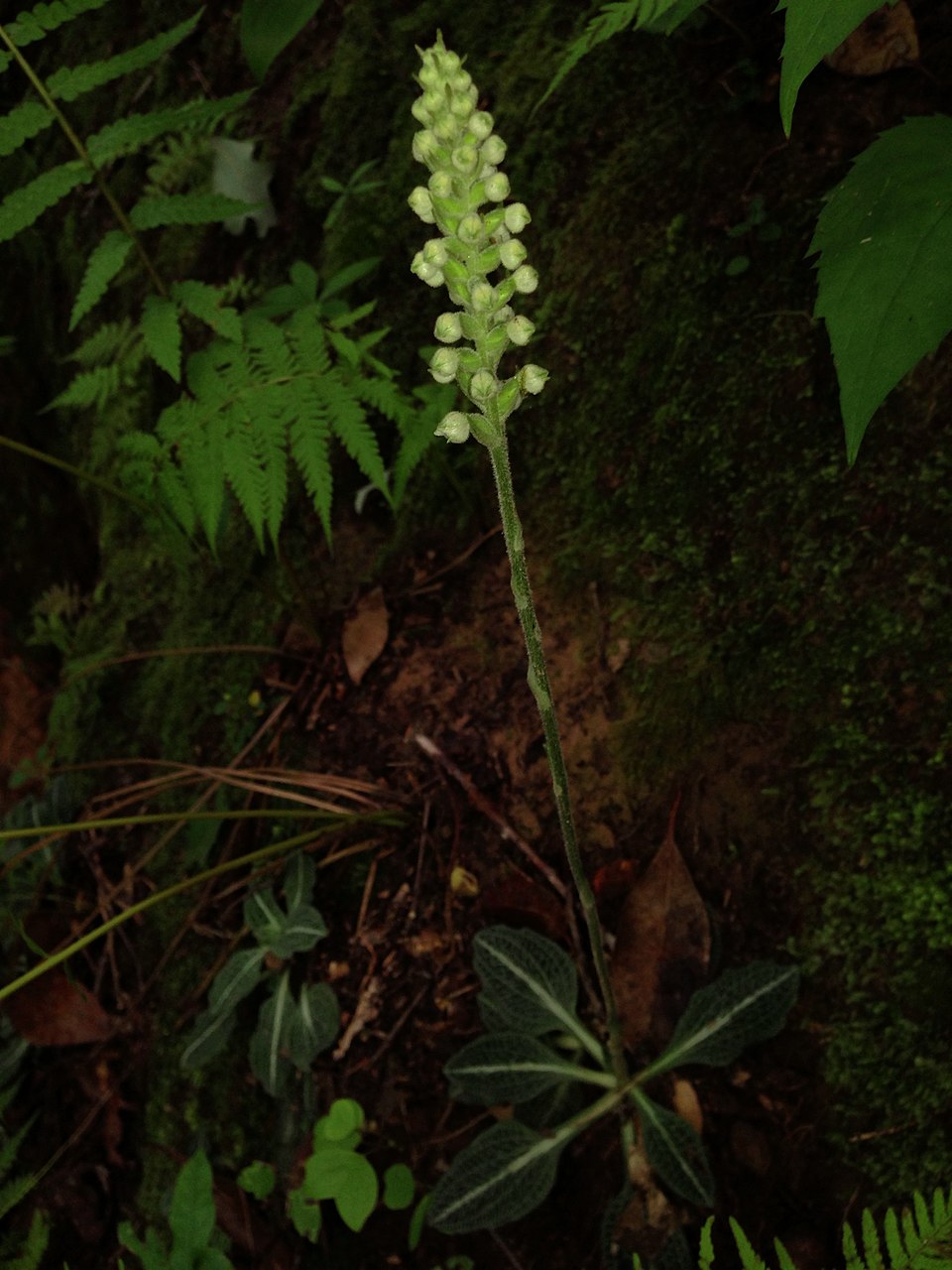 Goodyera pubescens (downy rattlesnake plantain)