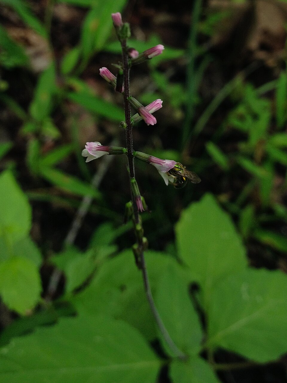 Phryma leptostachya (American lopseed) (alternate view 6)