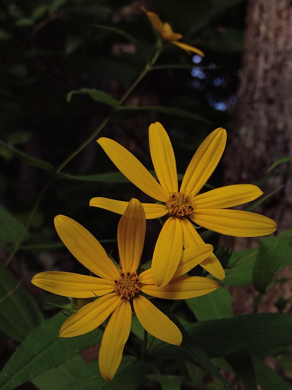 Helianthus divaricatus (woodland sunflower) (alternate view 7)