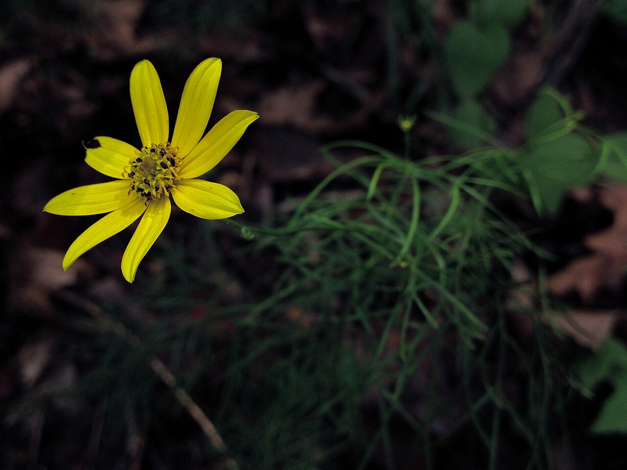 Coreopsis verticillata, Threadleaf coreopsis — spreading deciduous (Asteraceae) (image 9 of 10)