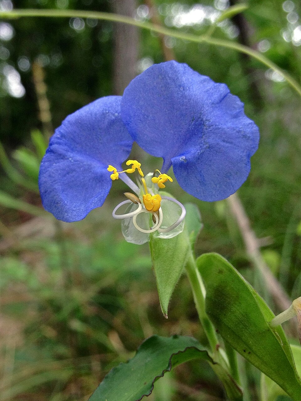 Commelina erecta (whitemouth dayflower)