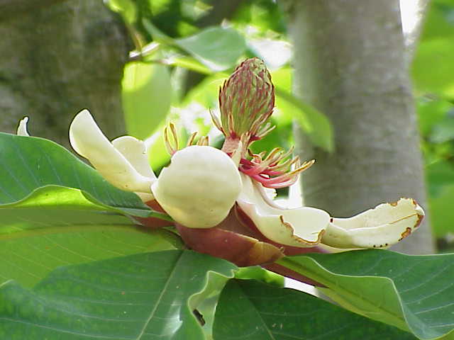 Magnolia spp., magnolias — upright (Magnoliaceae) (image 5 of 15)