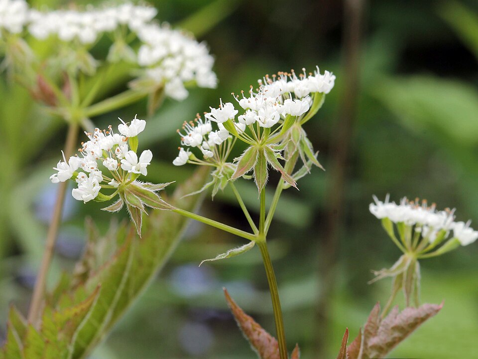 Osmorhiza longistylis (aniseroot) (alternate view 4)