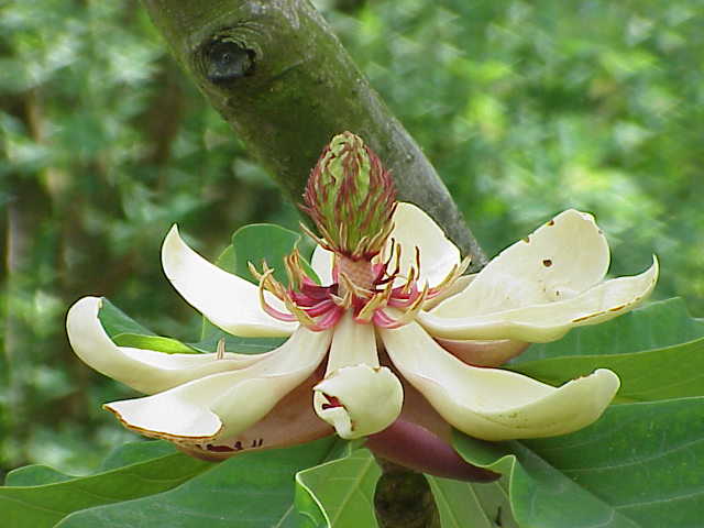 Magnolia obovata, Japanese bigleaf magnolia — upright deciduous (Magnoliaceae) (image 2 of 10)
