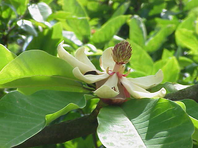 Magnolia obovata, Japanese bigleaf magnolia — upright deciduous (Magnoliaceae) (image 3 of 10)