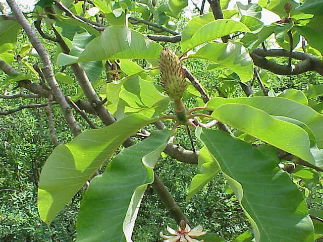 Magnolia obovata, Japanese bigleaf magnolia — upright deciduous (Magnoliaceae) (image 4 of 10)