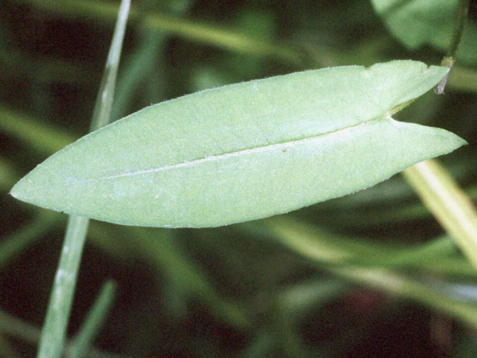 Persicaria sagittata (arrow-leaved tearthumb) (alternate view 8)