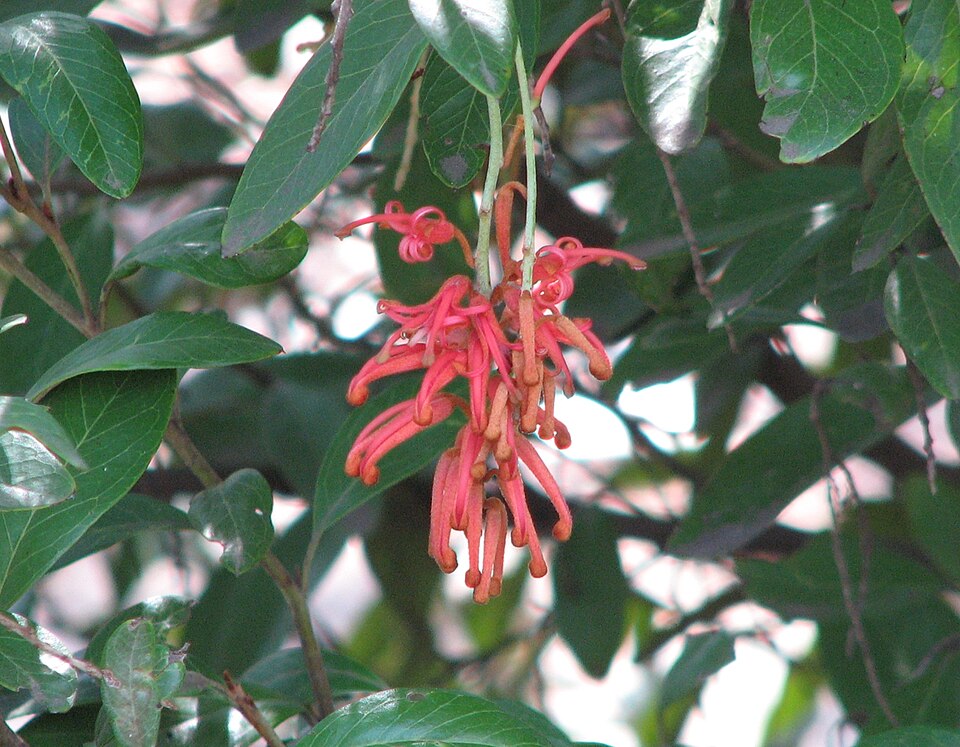 Grevillea victoriae (Royal Grevillea) (alternate view 7)