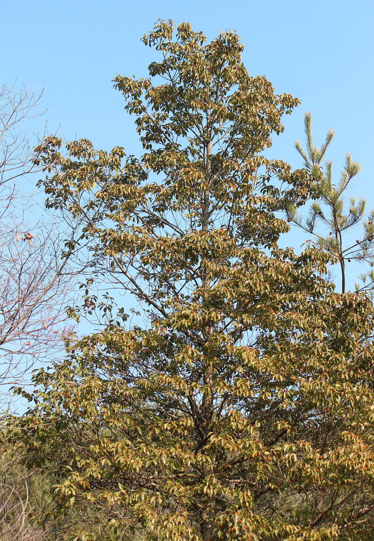 Ilex pedunculosa, Longstalk holly — upright evergreen (Aquifoliaceae) (image 10 of 10)