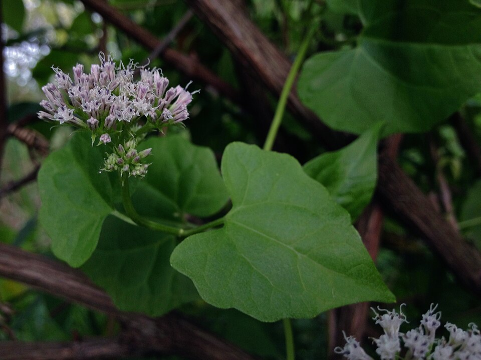 Mikania scandens (climbing hempvine) (alternate view 3)