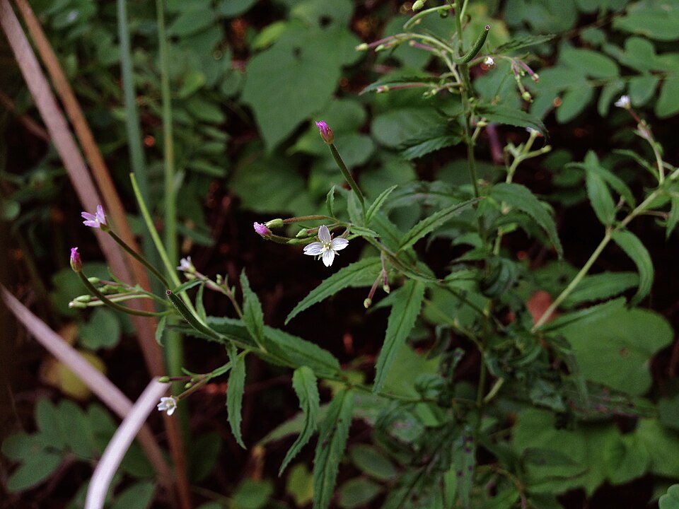Epilobium coloratum (cinnamon willowherb) (alternate view 9)